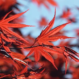 wapautumn red leaves nature bluesky