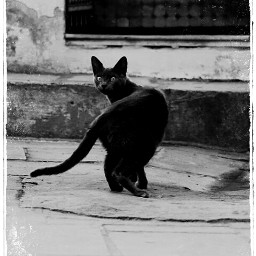 cat sweet blackandwhite photography