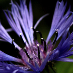 photography summer dark flowers flower